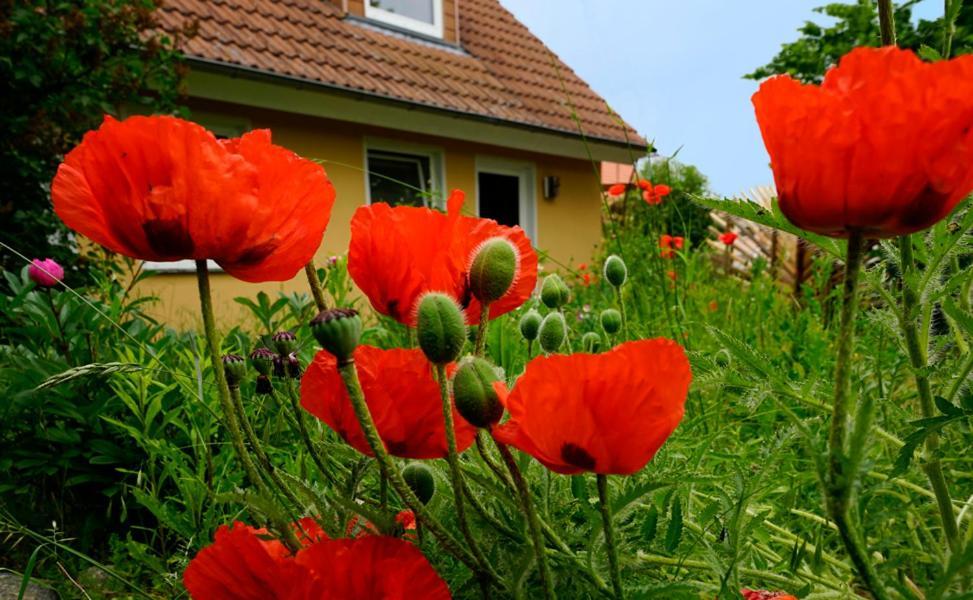 Ferienwohnung In Der Uckermark Am Oberuckersee Ot Warnitz Екстериор снимка